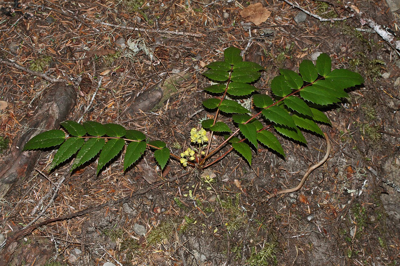 Cascade barberry: Dull Oregon-grape, Cascade Barberry, Cascade Oregon-grape