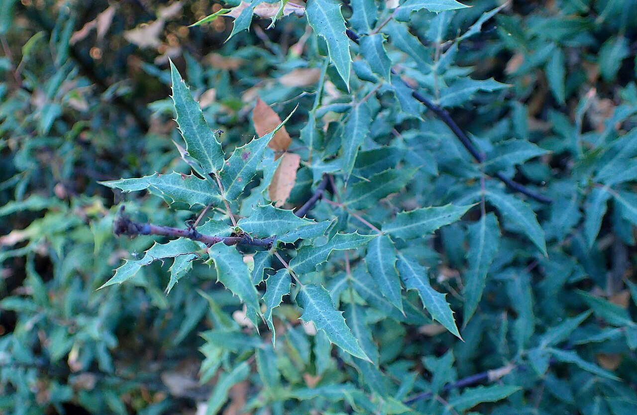 Nevin's barberry: Berberis nevinii in the San Francisco Botanical Garden