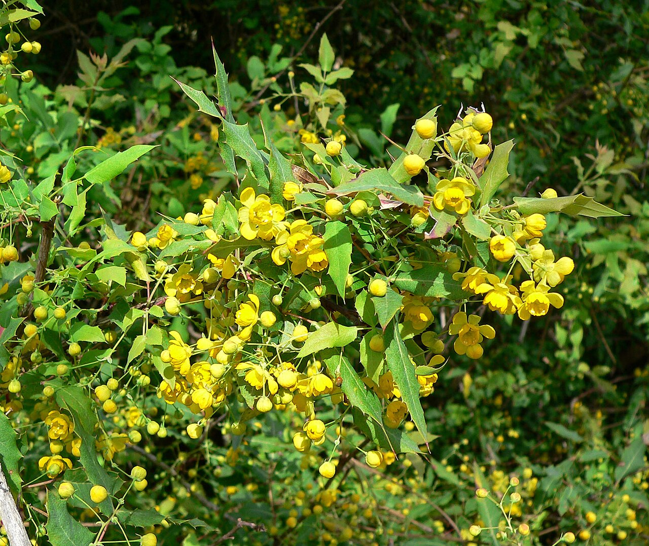 Nevin's barberry: Photo of Berberis nevinii at the Regional Parks Botanic Garden , Berkeley, California