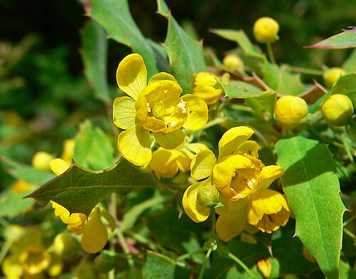 Nevin's barberry: Photo of Berberis nevinii at the Regional Parks Botanic Garden , Berkeley, California