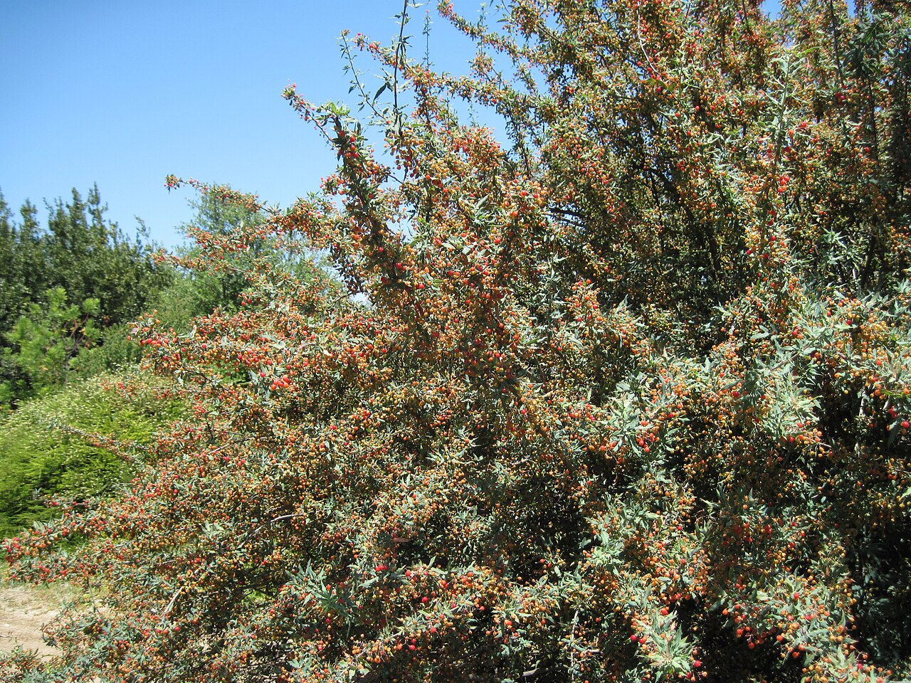 Nevin's barberry: Berberis nevinii — Nevin's Mahonia. Fullerton Arboretum Berberidaceae