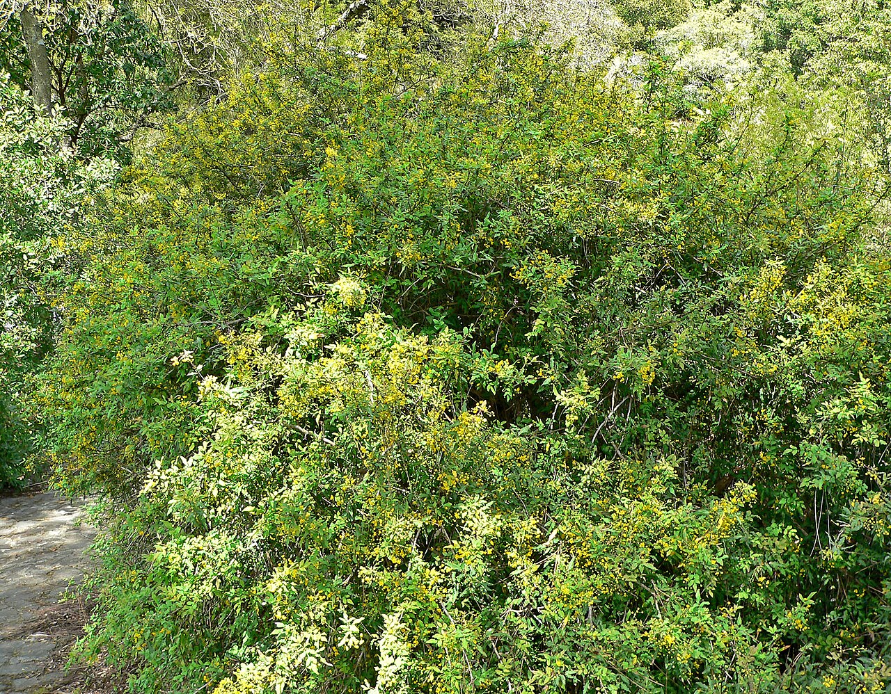Nevin's barberry: Photo of Berberis nevinii at the Regional Parks Botanic Garden , Berkeley, California