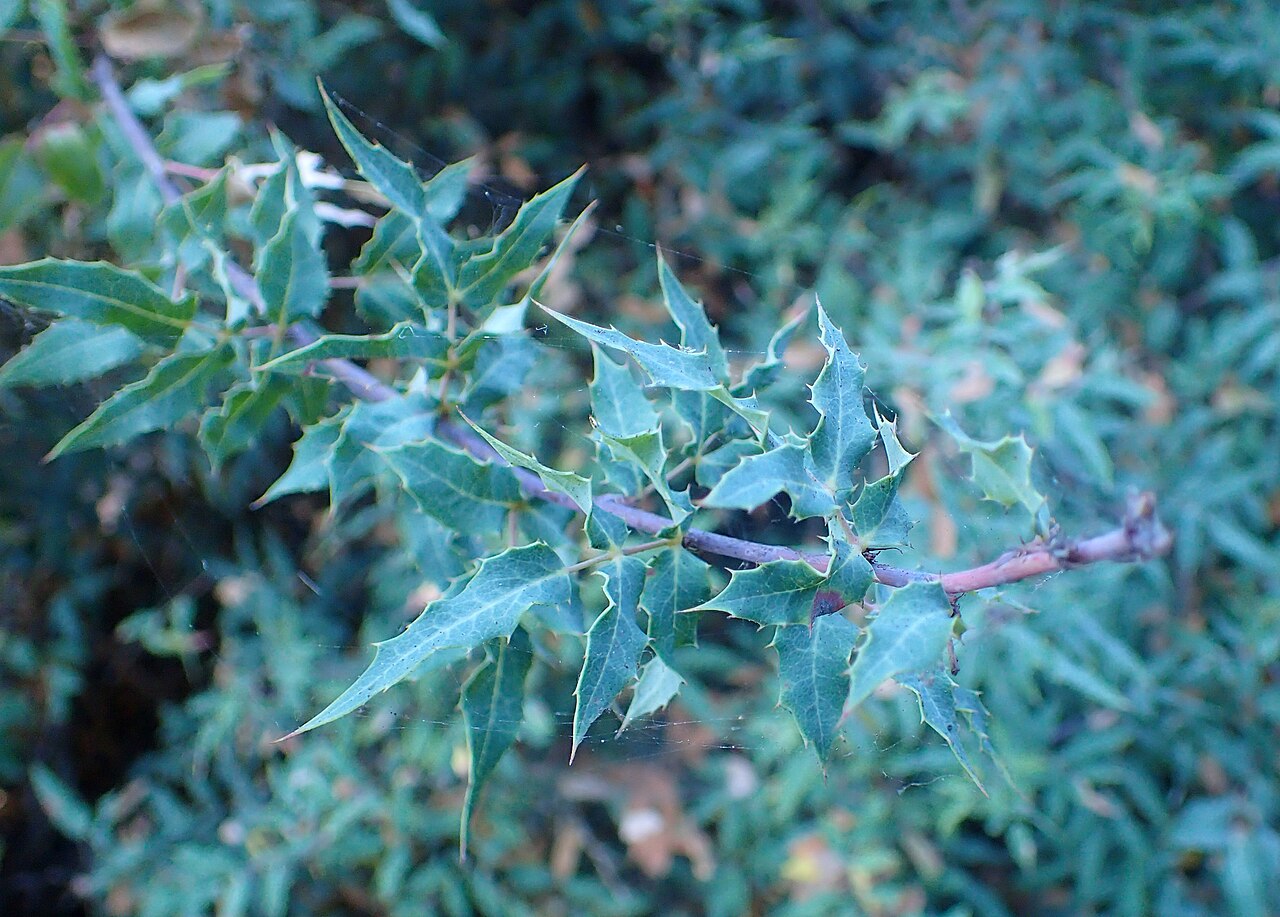 Nevin's barberry: Berberis nevinii in the San Francisco Botanical Garden