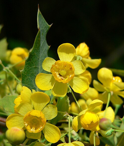 Nevin's barberry: Photo of Berberis nevinii at the Regional Parks Botanic Garden , Berkeley, California