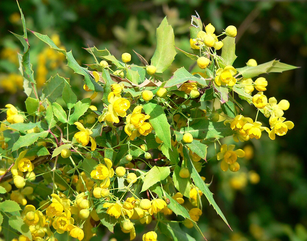Nevin's barberry: Photo of Berberis nevinii at the Regional Parks Botanic Garden , Berkeley, California
