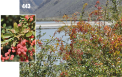 Berberis nummularia: Berberis nummularia, Tajikistan