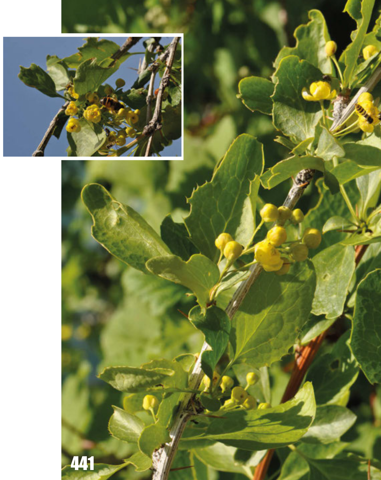 Berberis oblonga: Berberis heterobotrys, Tajikistan