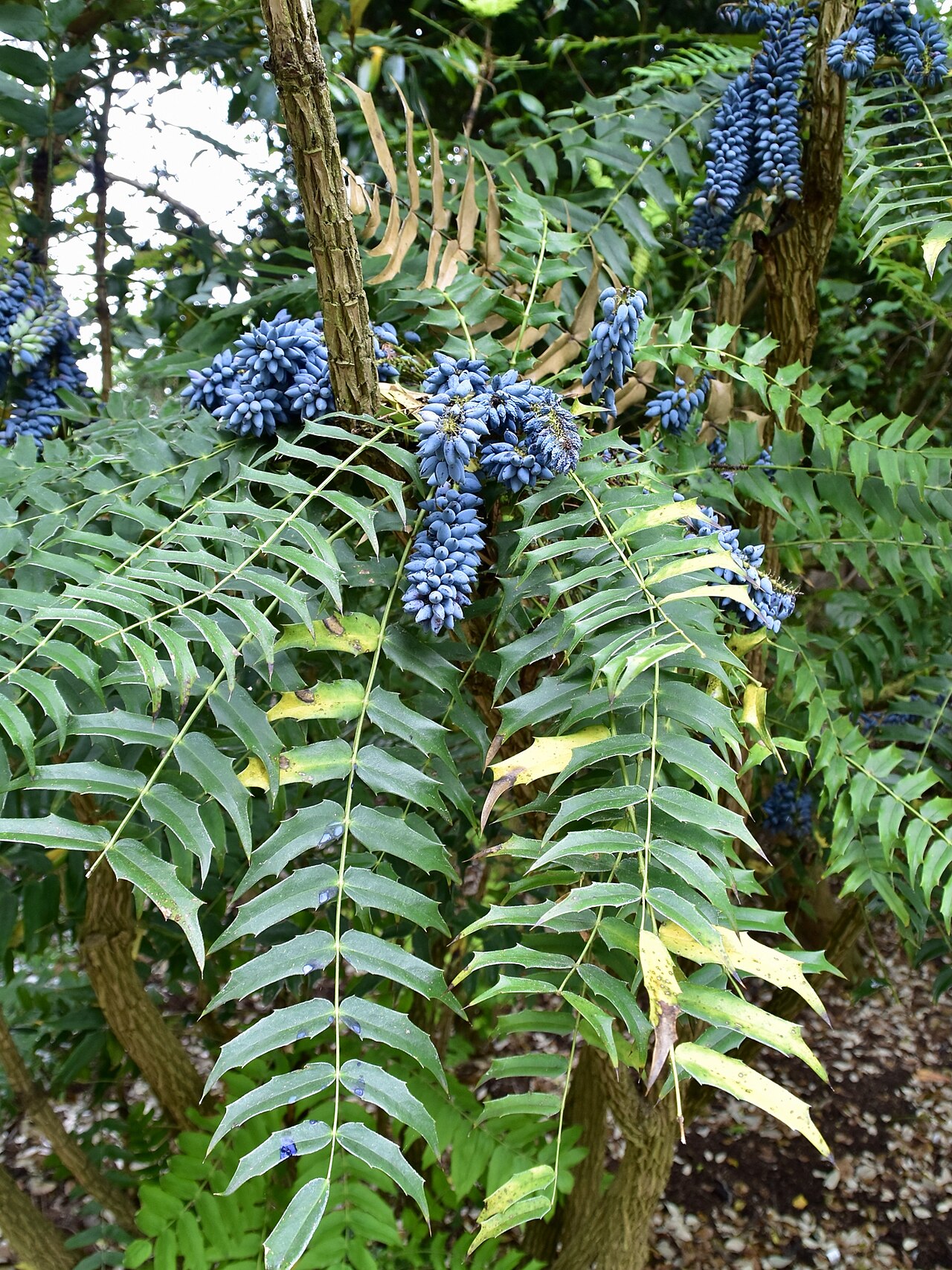 Chinese hollygrape: Mahonia oiwakensis. Royal Botanic Gardens, Kew.