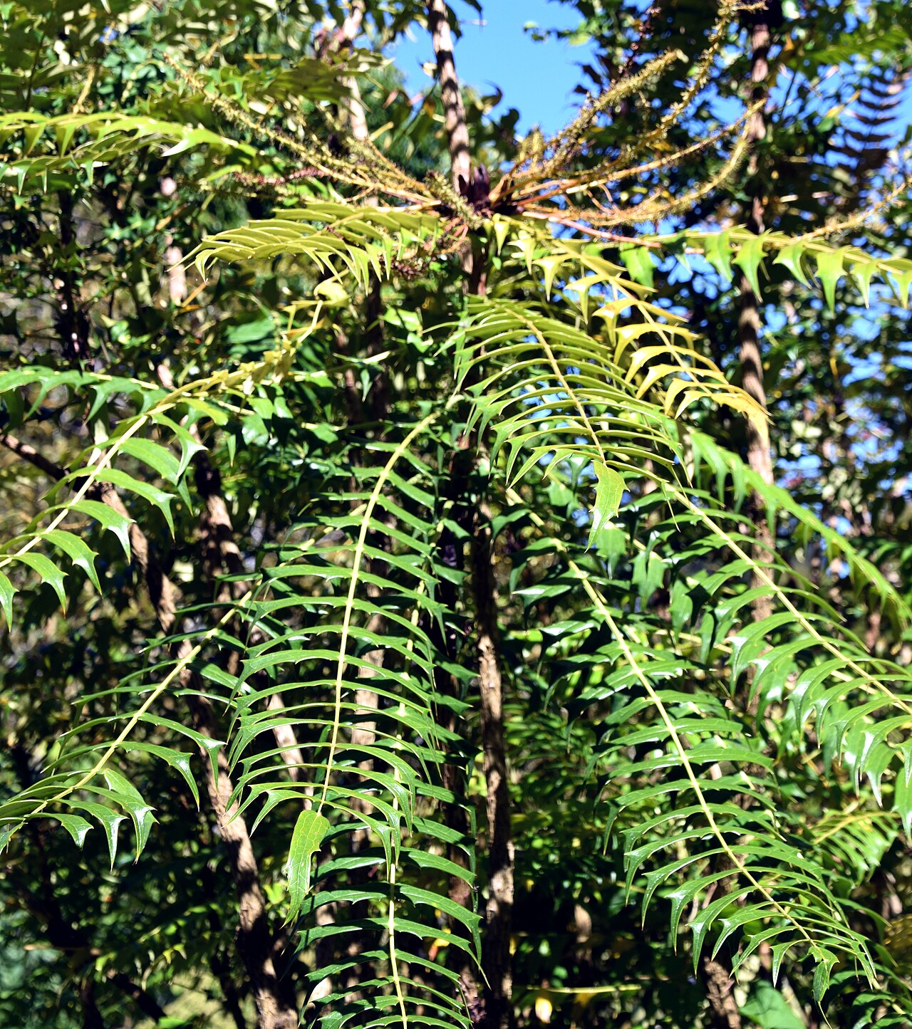 Chinese hollygrape: Berberis lomariifolia in Dunedin Botanic Garden, Dunedin, New Zealand