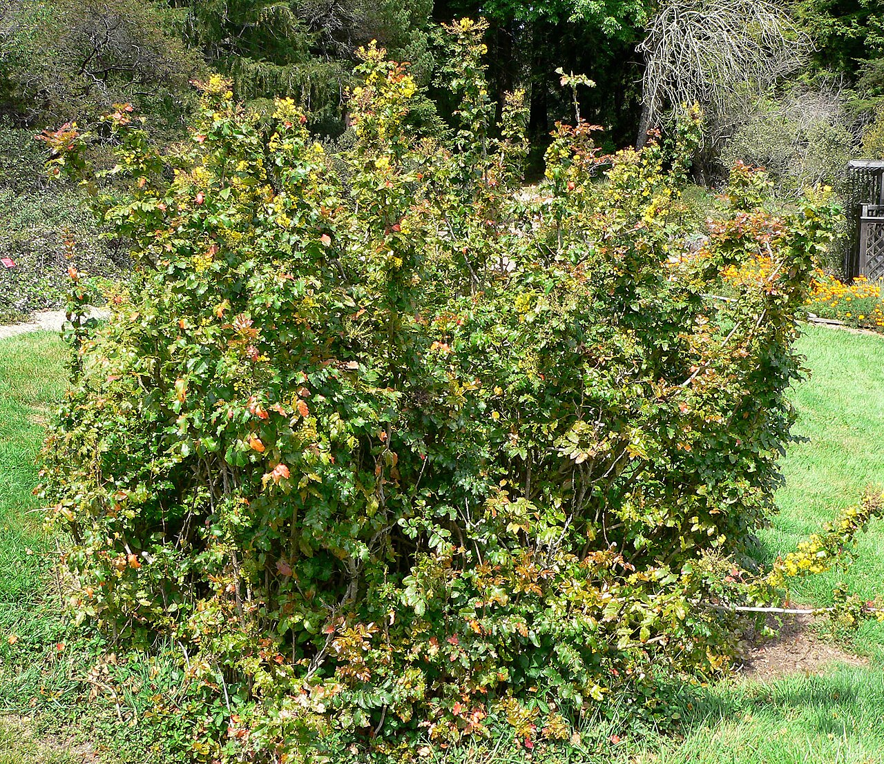 Berberis pinnata: Photo of Mahonia pinnata at the Regional Parks Botanic Garden , Berkeley, California