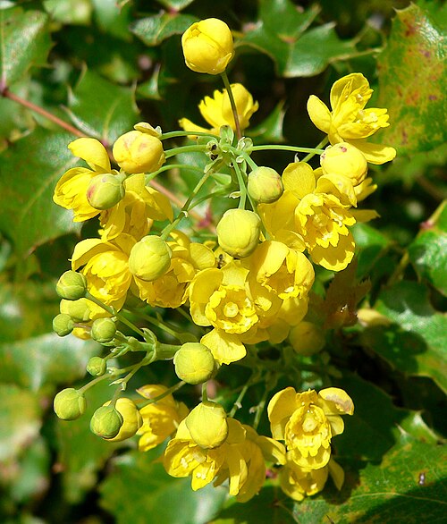Berberis pinnata: Photo of Mahonia pinnata at the Regional Parks Botanic Garden , Berkeley, California