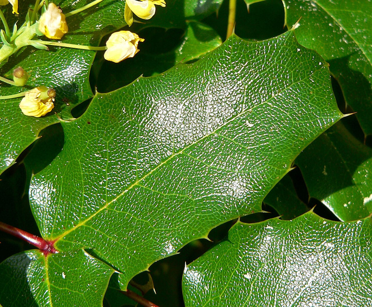 Berberis pinnata: Photo of Mahonia pinnata ssp. insularis at the Regional Parks Botanic Garden , Berkeley, California