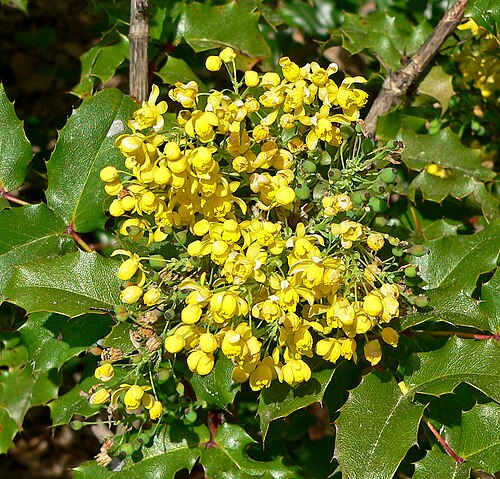Berberis pinnata: Photo of Mahonia pinnata ssp. insularis at the Regional Parks Botanic Garden , Berkeley, California