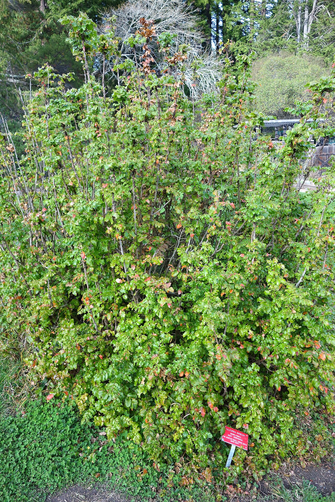 Berberis pinnata: Botanical specimen in the Regional Parks Botanic Garden, Berkeley, California, USA.