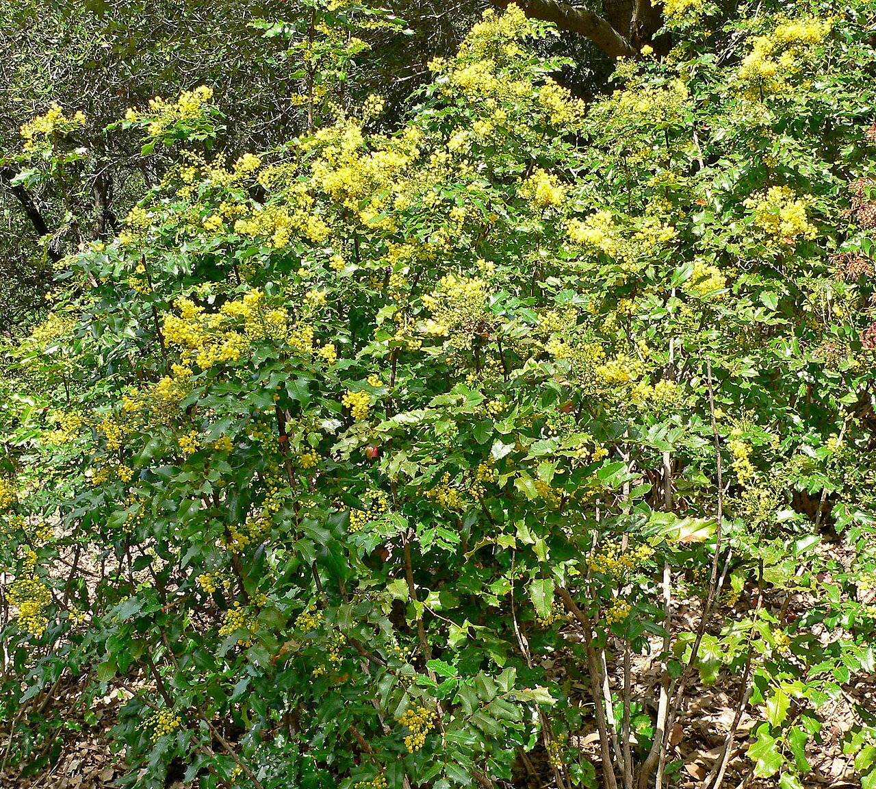 Berberis pinnata: Photo of Mahonia pinnata ssp. insularis at the Regional Parks Botanic Garden , Berkeley, California