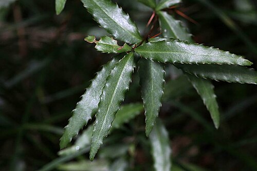 Berberis ravenii: The picture of Berberis ranvenii C. C. Yu & K. F. Chung.
