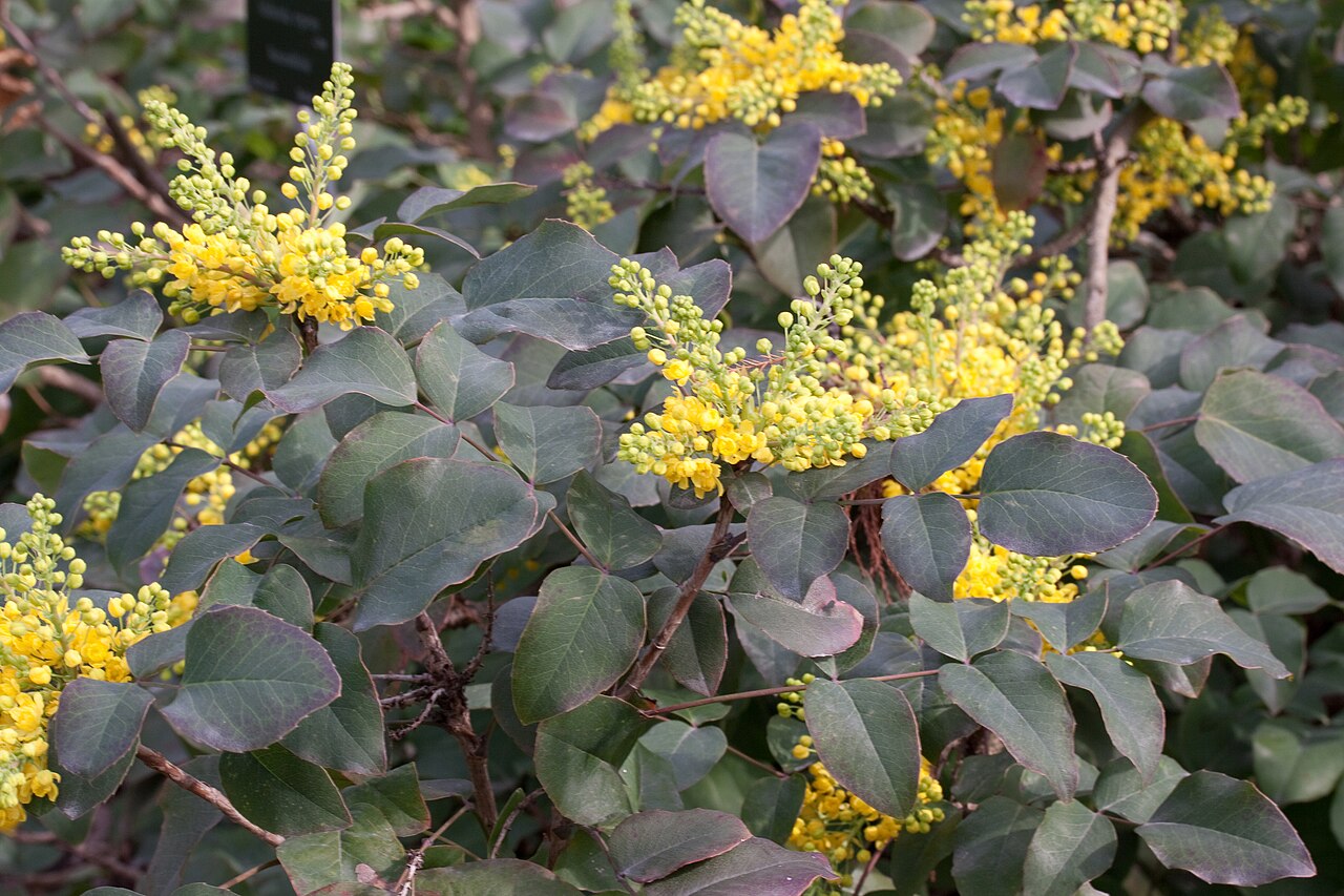 Creeping Oregon Grape: Berberis repens var. rotundifolia - Floraison - Jardin des Plantes - Paris