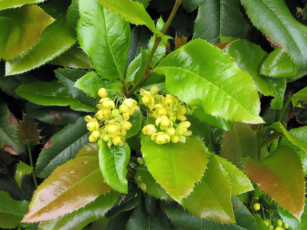 Creeping Oregon Grape: Creeping barberry ( Berberis repens , syn. Mahonia repens ), plant flowering, cultivated in Wrocław University Botanical Garden, Wrocław, Poland.