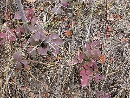 Creeping Oregon Grape: The leaves are evergreen even if they turn reddish in the fall and winter.