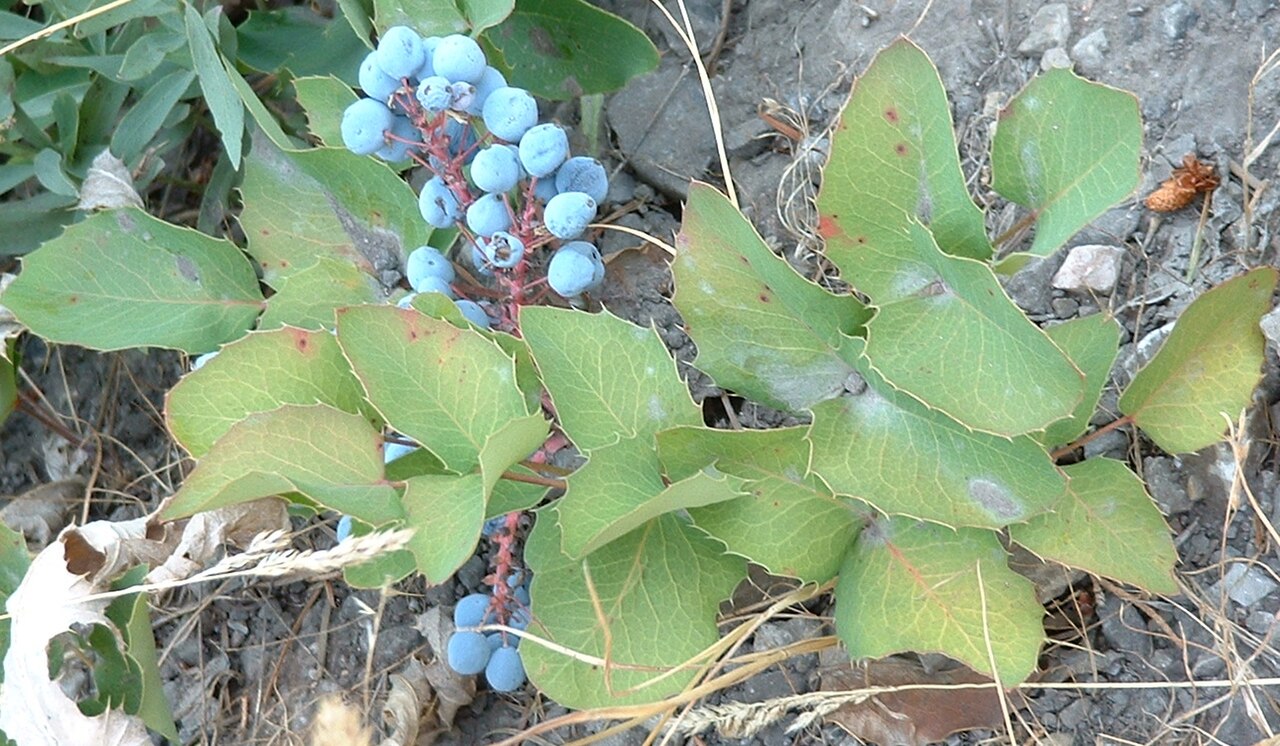 Creeping Oregon Grape: Leaves and berries of Creeping Oregon-grape, Mahonia repens , photographed near Logan, Utah
