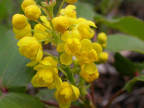 Creeping Oregon Grape: An outer and inner whorl of yellow tepals characterizes the flower of Mahonia.