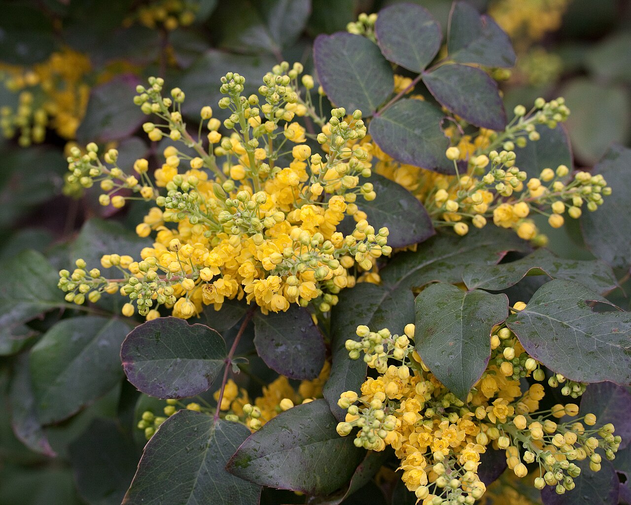 Creeping Oregon Grape: Berberis repens (= Mahonia repens ) - Floraison - Jardin des plantes - Paris