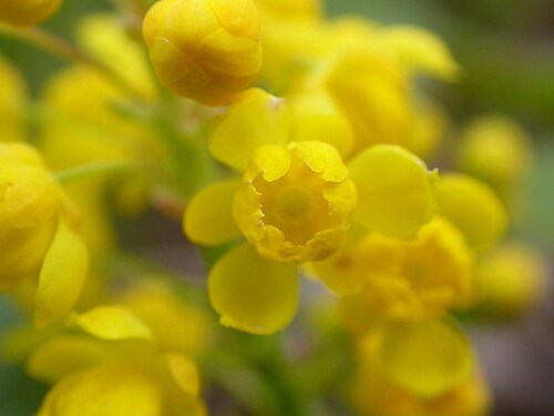 Creeping Oregon Grape: An outer and inner whorl of yellow tepals characterizes the flower of Mahonia.