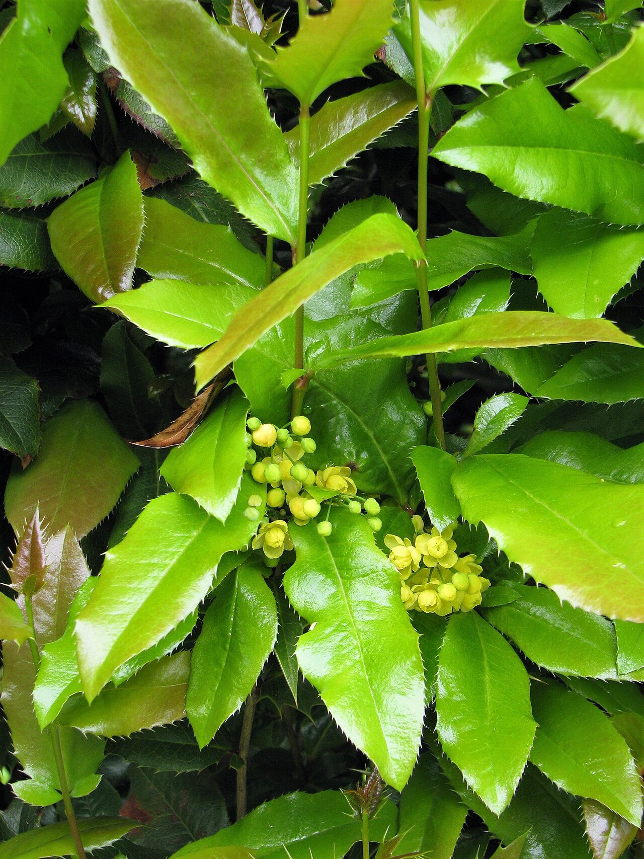 Creeping Oregon Grape: Creeping barberry ( Berberis repens , syn. Mahonia repens ), plant flowering, cultivated in Wrocław University Botanical Garden, Wrocław, Poland.