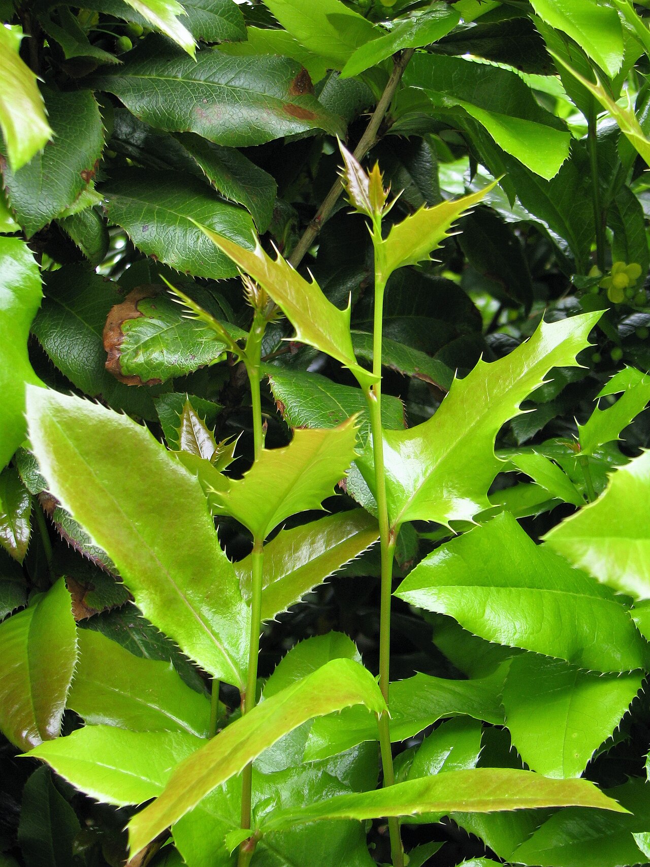 Creeping Oregon Grape: Creeping barberry ( Berberis repens , syn. Mahonia repens ), leaves, plant cultivated in Wrocław University Botanical Garden, Wrocław, Poland.