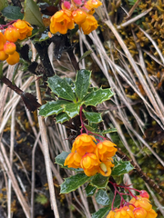 Berberis rigida (Berberis rigida)