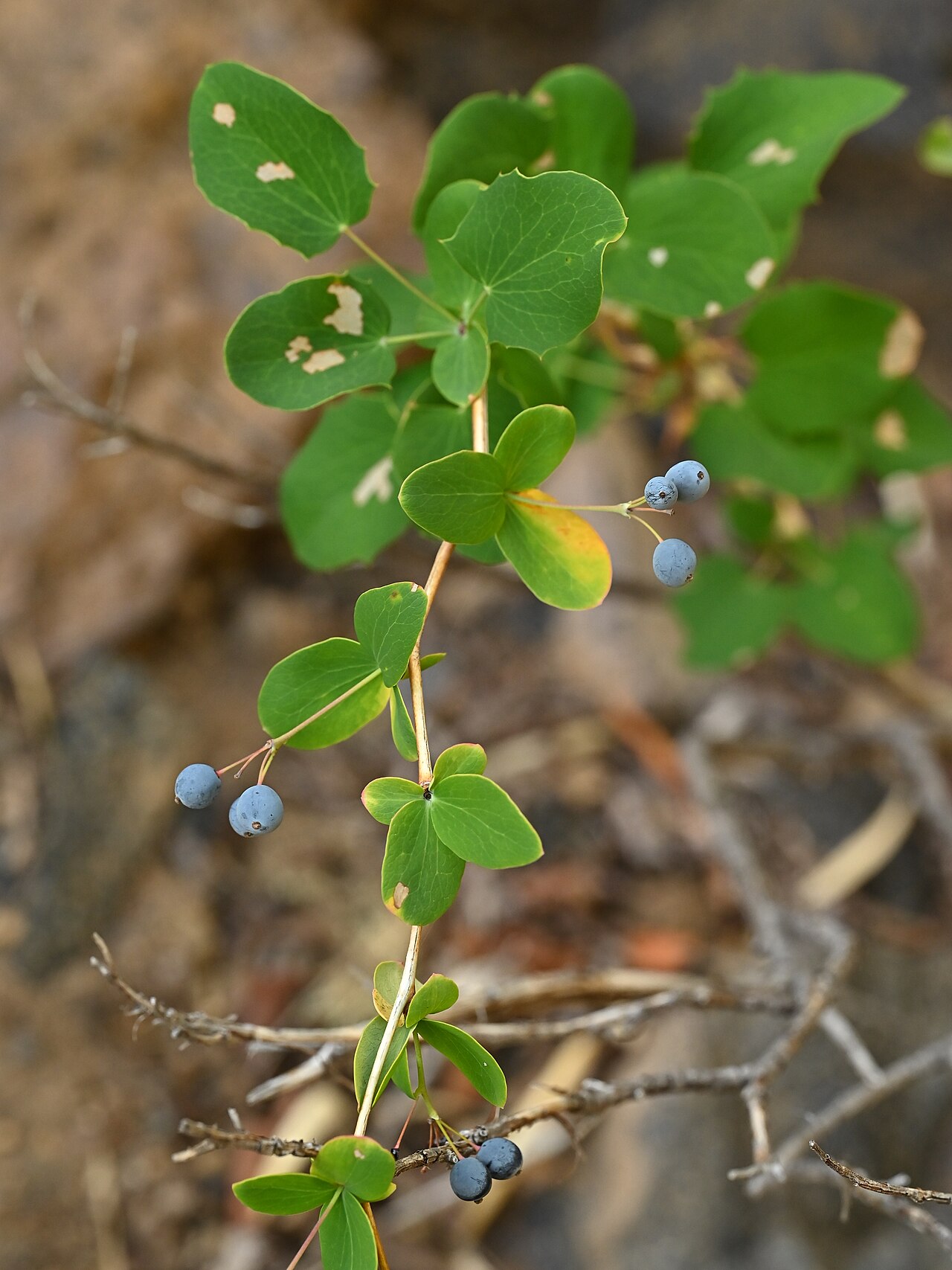 Berberis rotundifolia: Berberis rotundifolia at Trail to Shangri La ruins N from Las Trancas, Region de Nuble, Chile