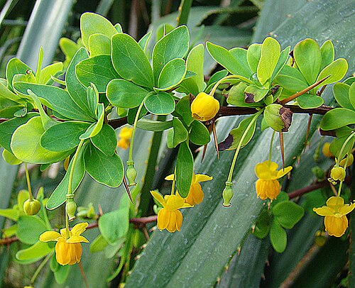 Berberis rotundifolia: A smooth leaved michay from the Chilean Lake District. I