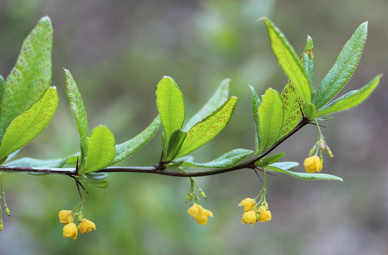 Berberis sieboldii: Berberis sieboldii with flower, in Kasugai, Aichi, Japan.