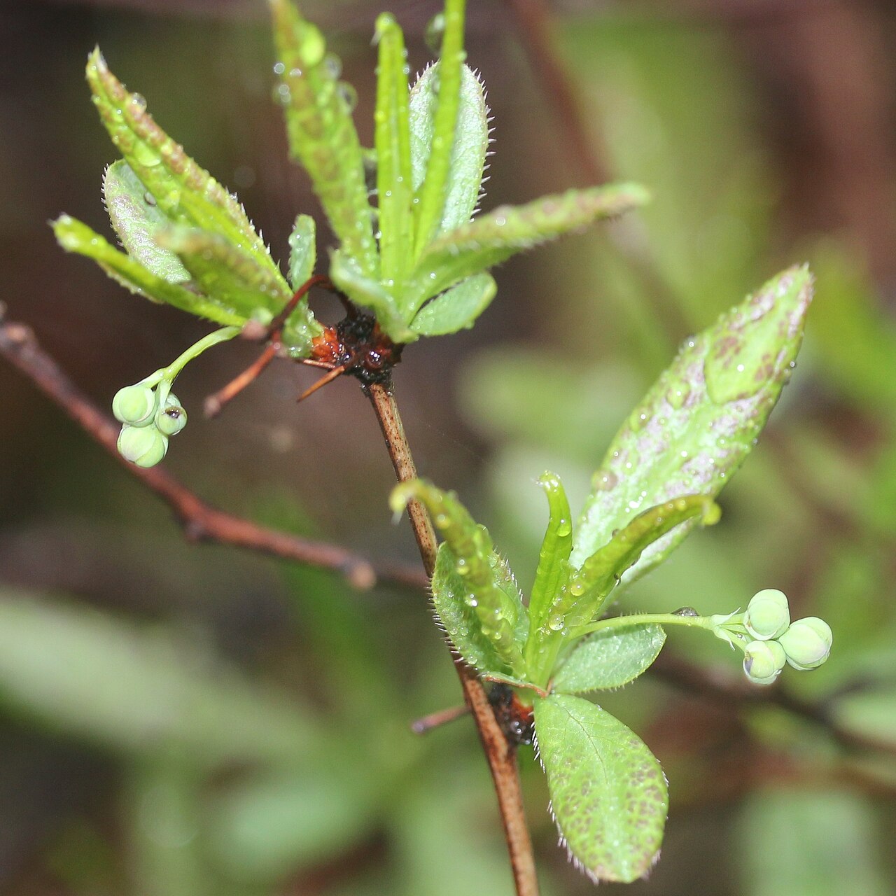 Berberis sieboldii: Berberis sieboldii in Kasugai, Aichi prefecture, Japan.