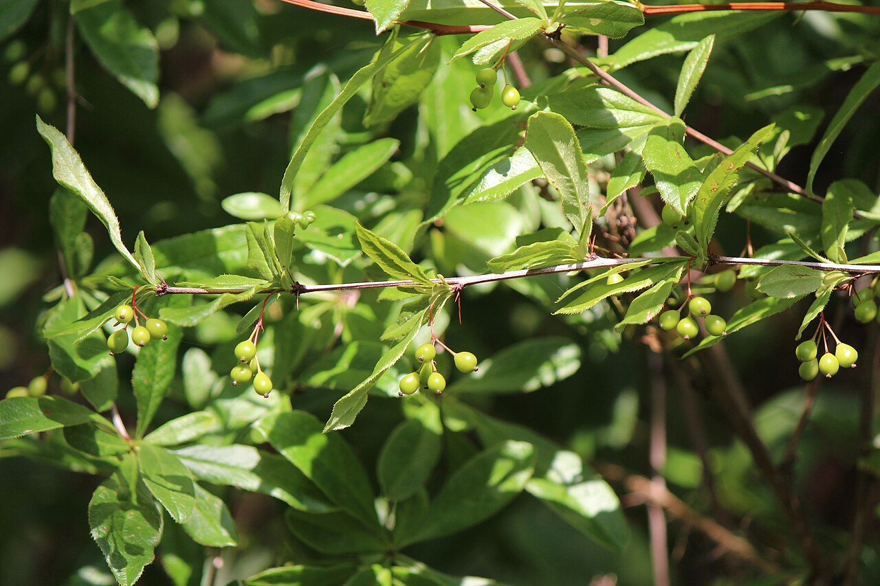 Berberis sieboldii: Berberis sieboldii in Kasugai, Aichi prefecture, Japan.