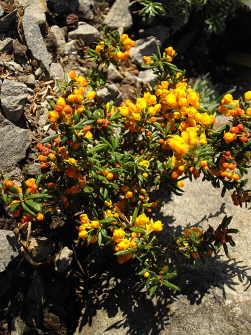 Berberis soulieana: Berberis stenophylla 'Carollina Compacta'