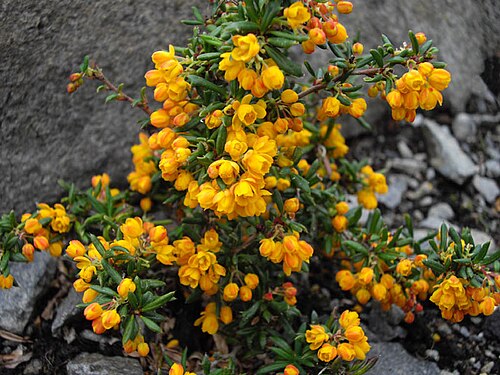 Berberis soulieana: Berberis stenophylla 'Carollina Compacta'