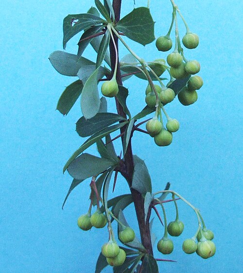 Berberis soulieana: Berberis x stenophylla