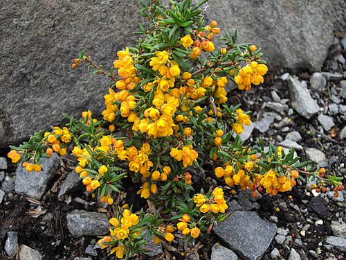 Berberis soulieana: Berberis stenophylla 'Carollina Compacta'