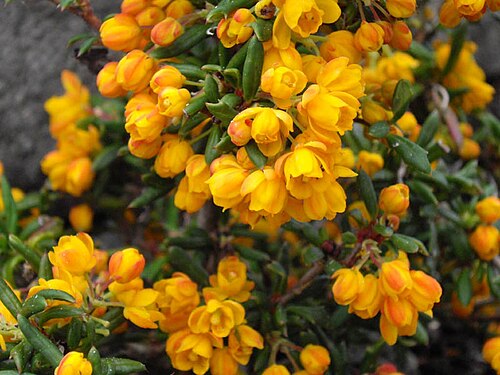 Berberis soulieana: Berberis stenophylla 'Carollina Compacta'