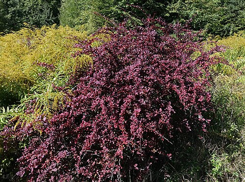 Japanese barberry: Berberis thunbergii; a shrub (September), Slovakia
