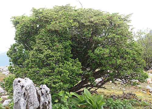 Japanese barberry: Berberis thunbergii in Mount Fujiwara, Inabe, Mie prefecture, Japan.