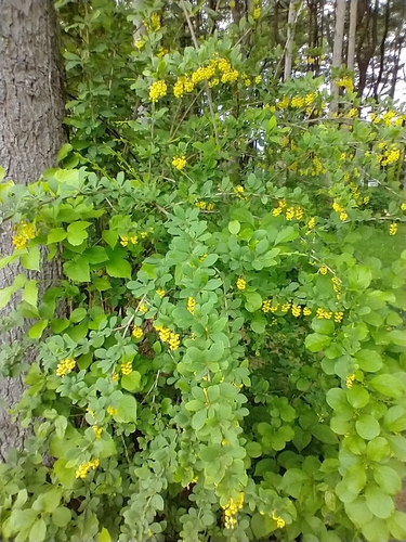 Common barberry (Berberis vulgaris)