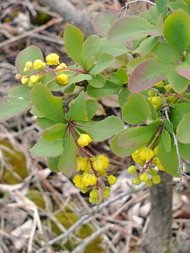 Common barberry (Berberis vulgaris)