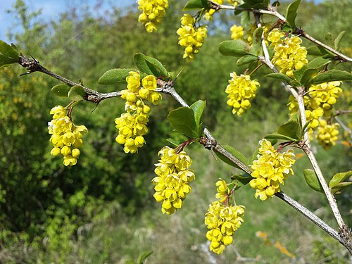 Common barberry: Inflorescence Taxonym: Berberis vulgaris ss Fischer et al. EfÖLS 2008 ISBN 978-3-85474-187-9 Location: semi-dry grasslands and wine yards to the north of Oberth
