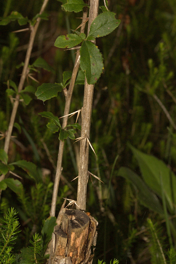 Common barberry: Naturschutzgebiet Bisamberg