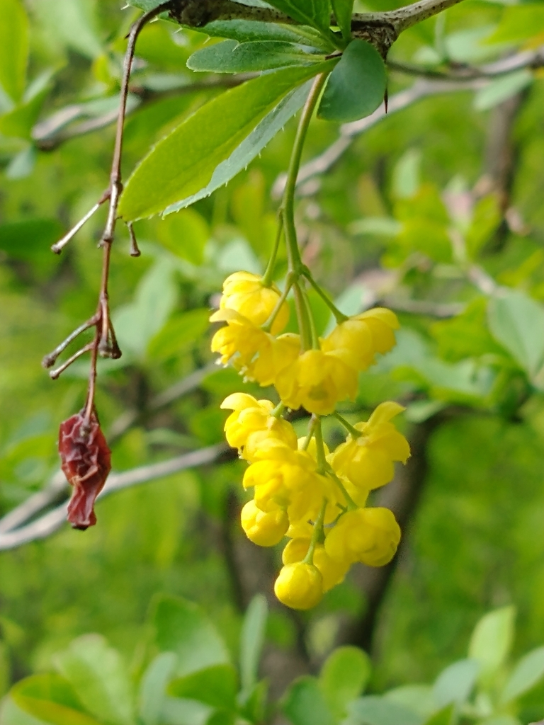 Common barberry (Berberis vulgaris)