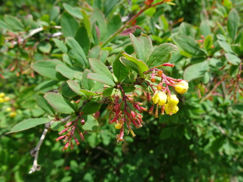 Common barberry (Berberis vulgaris)
