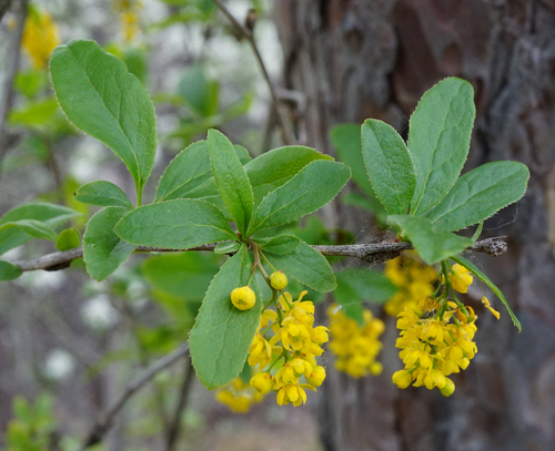 Common barberry (Berberis vulgaris)