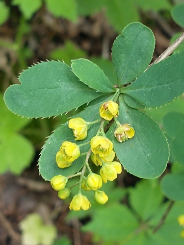 Common barberry (Berberis vulgaris)